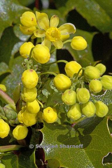 mahonia pinnata ssp insularis 1 graphic